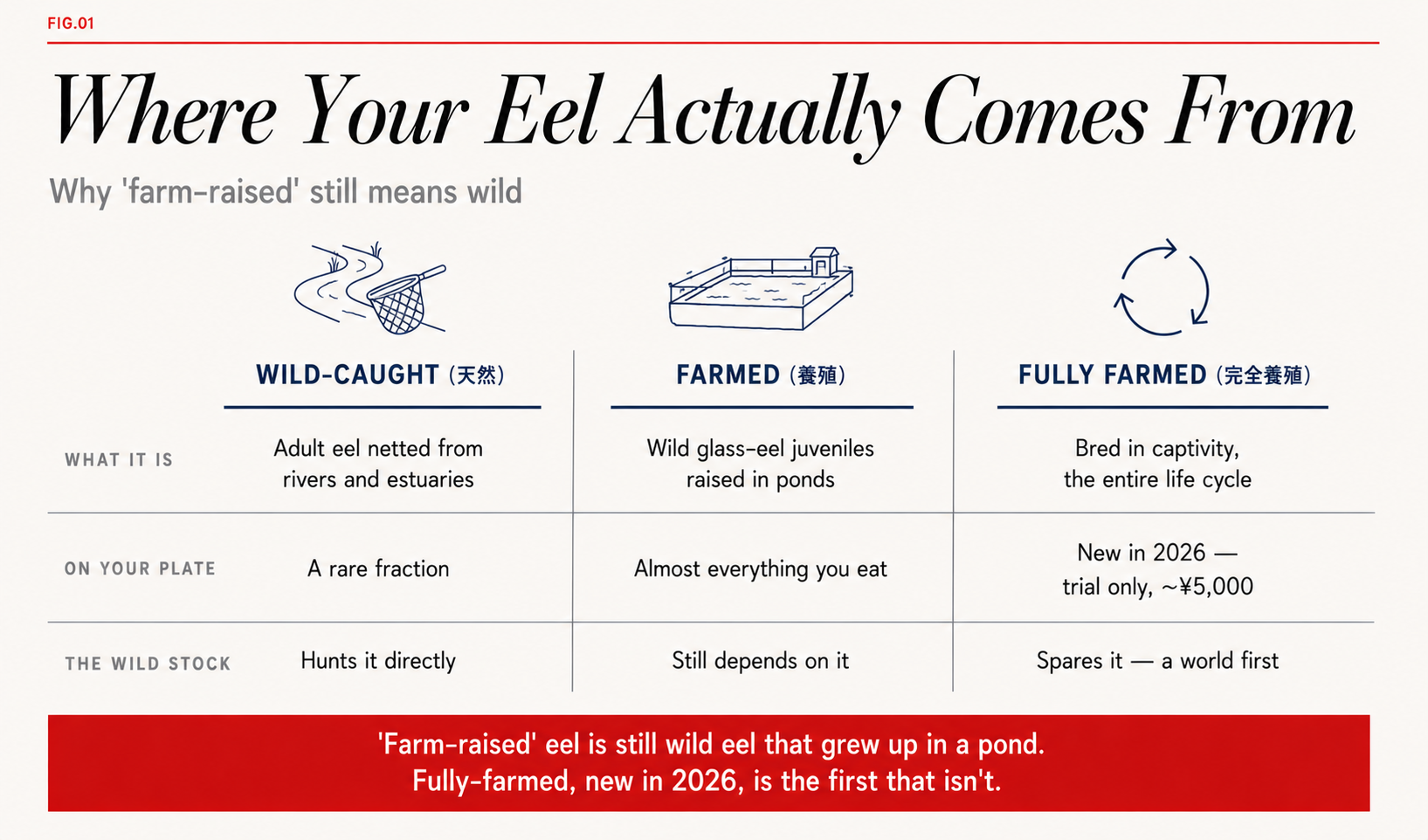 A three-column comparison of wild-caught, farmed and fully-farmed eel and each one's impact on the wild stock
